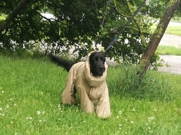 Aramis  suņu apģērbs - lietusmētelis ar kapuci un oderi, XL